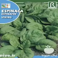فروش بذر اسفناج وایکینگ در ارومیه در گروه خرید و فروش انواع بذر در یکمیوه