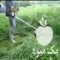 علف زنی برش درخت با دستگاه در گروه هرس کاری در یکمیوه