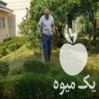 فروش سم پاشی درخت های کوچیک بزرگ در سلمان شهر در گروه خدمات باغبانی در یکمیوه