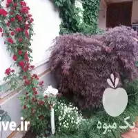 نشا کاری با دستگاه در گروه خدمات نشا کاری در یکمیوه