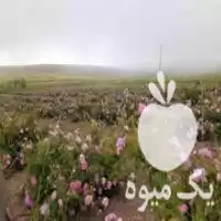 قیمت خرید عرقیجات گل محمدی در سنگان در گروه خرید و فروش انواع عرقیجات در یکمیوه