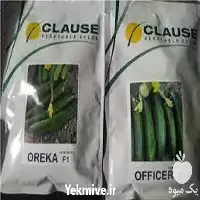 بذر خیار اورکا پرفروش اصل در تهران در گروه خرید و فروش بذر خیار در یکمیوه