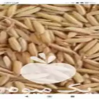قیمت خرید بذر برنج بهنام در جویبار در گروه خرید و فروش بذر برنج در یکمیوه