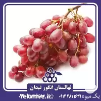 خرید و قیمت نهال انگور کریمسون در ارومیه در گروه خرید و فروش نهال انگور در یکمیوه