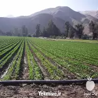 تولید و فروش نوار تیپ در تهران در گروه خرید و فروش نوار تیپ در یکمیوه