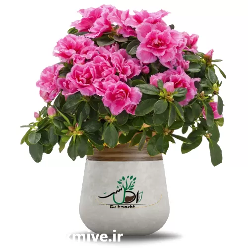 قیمت خرید عمده گل آزالیا در تهران در گروه خرید و فروش گیاهان زینتی در یکمیوه -عکس1