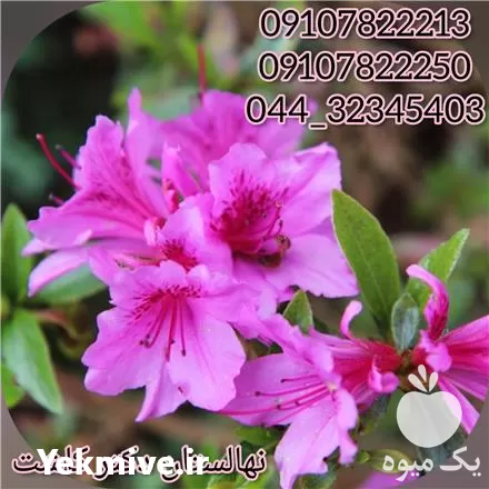 قیمت خرید عمده گل آزالیا در گروه خرید و فروش گیاهان زینتی در یکمیوه -عکس1