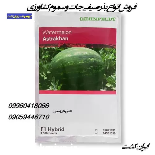 قیمت خرید بذر هندوانه آستراخان دنفلت در کرمان  در گروه خرید و فروش بذر هندوانه در یکمیوه -عکس1