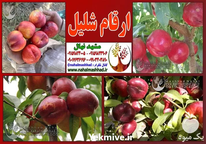 فروش ارقام مختلف نهال شلیل در مشهد در گروه خرید و فروش نهال میوه در یکمیوه -عکس1