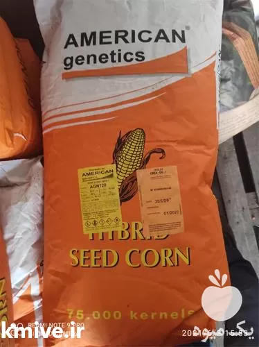 فروش بذر ذرت علوفه ای در اهواز در گروه خرید و فروش بذر ذرت در یکمیوه -عکس1