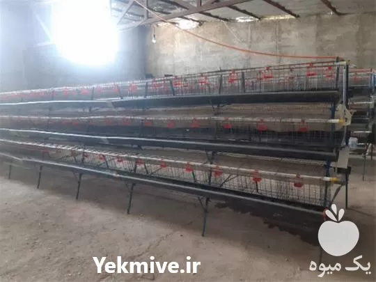 قیمت خرید آبخوری بوقلمون در قم در گروه تجهیزات مرغداری در یکمیوه -عکس1