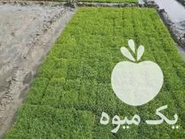 قیمت خرید تیم آماده نشا در آمل در گروه خرید و فروش نشا در یکمیوه -عکس1