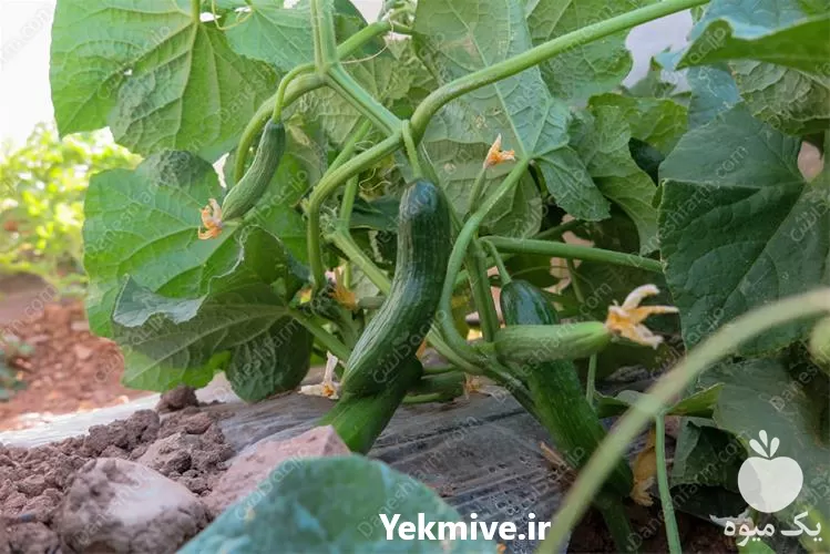 قیمت خرید بذر خیار دومینوس در کرمان  در گروه خرید و فروش بذر خیار در یکمیوه -عکس1