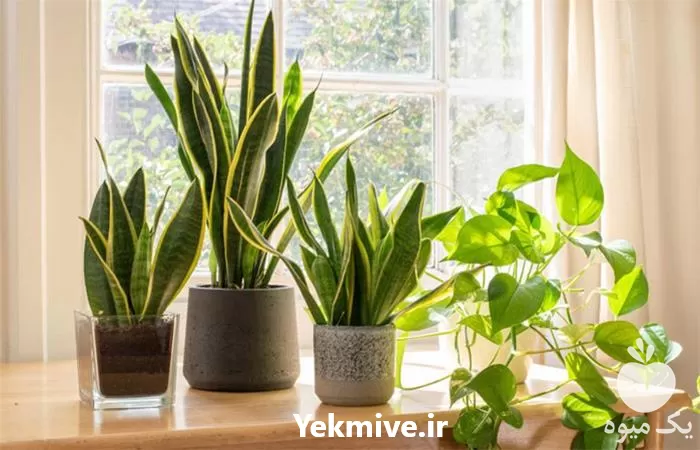 حراج گل گیاه فروش گل گیاه در گروه خرید و فروش گیاهان زینتی در یکمیوه -عکس1