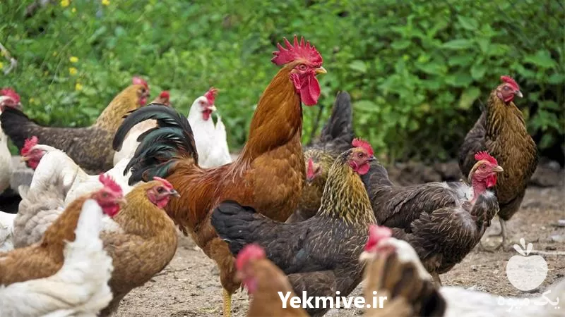 قیمت خرید قیمت مرغ تخم گذار در گروه مرغ و خروس و بوقلمون و اردک قو قاز در یکمیوه -عکس1