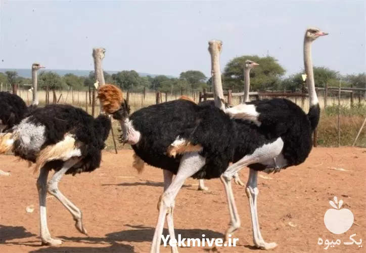 دوره ی آموزش پرورش شترمرغ در گروه دوره آموزش کشاورزی در یکمیوه -عکس1