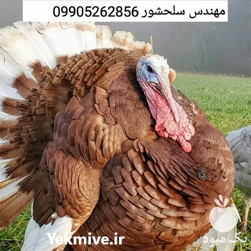 فروش تخم بوقلمون بوربون در قزوین در گروه انواع تخم ها در یکمیوه -عکس1