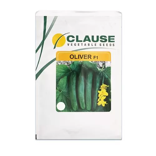 قیمت خرید عرضه بذر خیار الیور در تبریز در گروه خرید و فروش بذر خیار در یکمیوه -عکس1