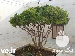 علف باغ رو رایگان میچینم در اصفهان در گروه خدمات باغبانی در یکمیوه -عکس1
