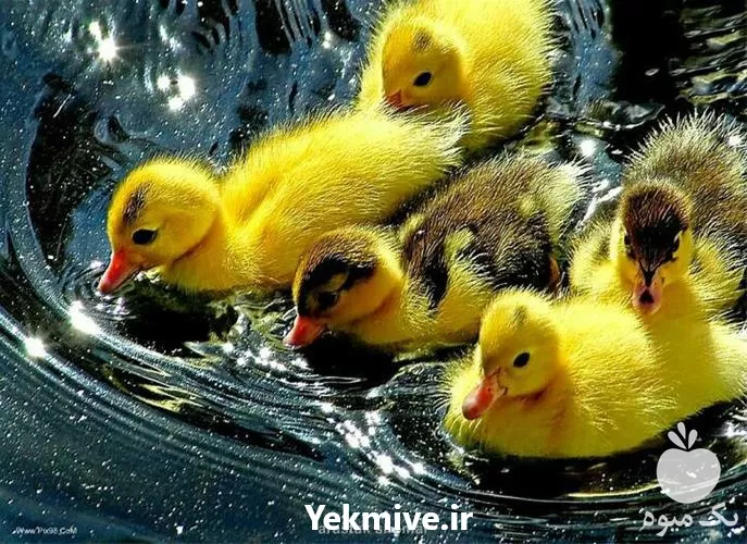 فروش جوجه اردک یک روزه در گروه مرغ و خروس و بوقلمون و اردک قو قاز در یکمیوه -عکس1