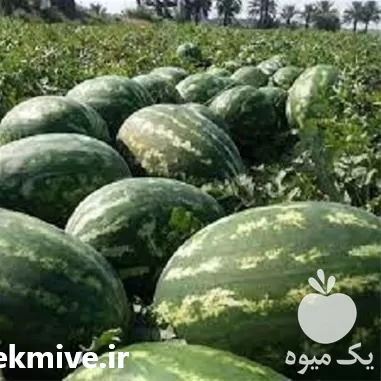 قیمت خرید قیمت بذر هندوانه نیاگارا در کرمان  در گروه خرید و فروش بذر هندوانه در یکمیوه -عکس1