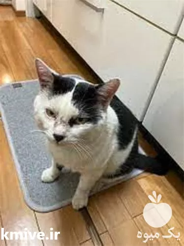 ویزیت حیوانات در محل توسط مجرب در گروه خدمات دام و طیور در یکمیوه -عکس1