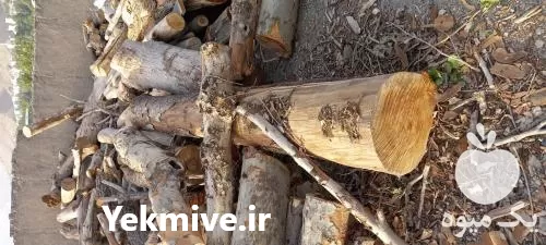 فروش خریدار چوب چوب بر چنار در کرج در گروه خرید و فروش انواع چوب در یکمیوه -عکس1