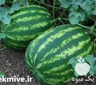 قیمت خرید فوری بذر هندوانه زودرس در ساری در گروه خرید و فروش بذر هندوانه در یکمیوه -عکس1