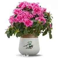 قیمت خرید عمده گل آزالیا در تهران در گروه خرید و فروش گیاهان زینتی در یکمیوه