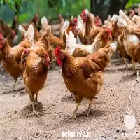 خرید مرغ تخم گذار در ارومیه در گروه مرغ و خروس و بوقلمون و اردک قو قاز در یکمیوه