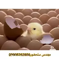قیمت خرید تخم مرغ گوشتی در تهران در گروه انواع تخم ها در یکمیوه