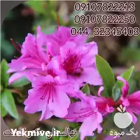 قیمت خرید عمده گل آزالیا در گروه خرید و فروش گیاهان زینتی در یکمیوه