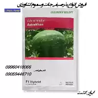 قیمت خرید بذر هندوانه آستراخان دنفلت در کرمان  در گروه خرید و فروش بذر هندوانه در یکمیوه