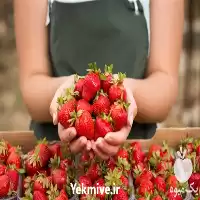 سیر تا پیاز کشت گلخانه هیدروپونیک در گروه دوره آموزش کشاورزی در یکمیوه