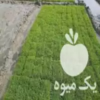 قیمت خرید تیم آماده نشا در آمل در گروه خرید و فروش نشا در یکمیوه