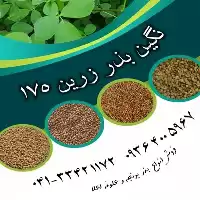 قیمت خرید بذر یونجه دیم در رشت در گروه خرید و فروش بذر یونجه در یکمیوه