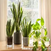 حراج گل گیاه فروش گل گیاه در گروه خرید و فروش گیاهان زینتی در یکمیوه