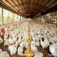 فروش مرغ محلی فروش جوجه مرغ در تهران در گروه مرغ و خروس و بوقلمون و اردک قو قاز در یکمیوه