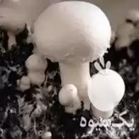 فروش کمپوست و خاک پوششی در ارومیه در گروه خرید و فروش قارچ در یکمیوه