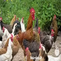 قیمت خرید قیمت مرغ تخم گذار در گروه مرغ و خروس و بوقلمون و اردک قو قاز در یکمیوه