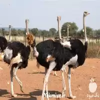 دوره ی آموزش پرورش شترمرغ در گروه دوره آموزش کشاورزی در یکمیوه