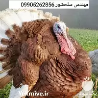 فروش تخم بوقلمون بوربون در قزوین در گروه انواع تخم ها در یکمیوه