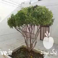 علف باغ رو رایگان میچینم در اصفهان در گروه خدمات باغبانی در یکمیوه