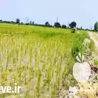 حفر چاه مته ای در آق قلا در گروه حفر چاه در یکمیوه