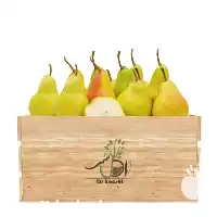 فروش عمده نهال گلابی دم کج در گروه خرید و فروش نهال گلابی در یکمیوه