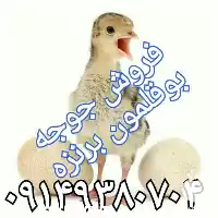 قیمت خرید جوجه بوقلمون برنز در ارومیه در گروه مرغ و خروس و بوقلمون و اردک قو قاز در یکمیوه