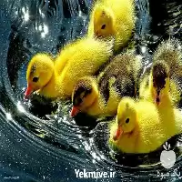 فروش جوجه اردک یک روزه در گروه مرغ و خروس و بوقلمون و اردک قو قاز در یکمیوه