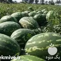قیمت خرید قیمت بذر هندوانه نیاگارا در کرمان  در گروه خرید و فروش بذر هندوانه در یکمیوه