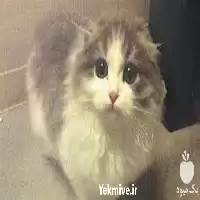 تزریقات حیوانات در منزل در گروه خدمات دام و طیور در یکمیوه