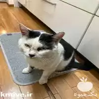 ویزیت حیوانات در محل توسط مجرب در گروه خدمات دام و طیور در یکمیوه